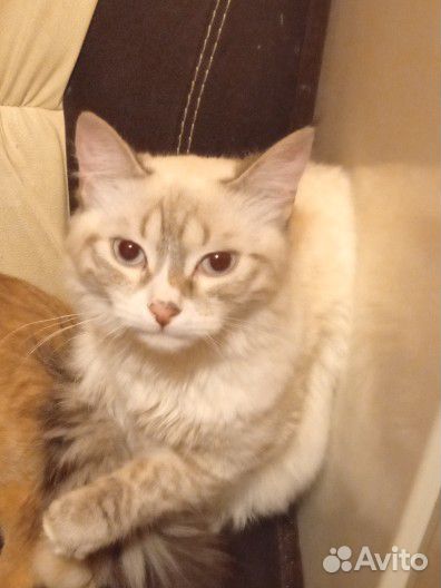 Котик