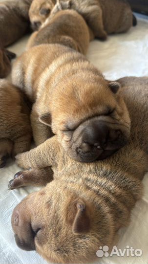 Щенки шарпея