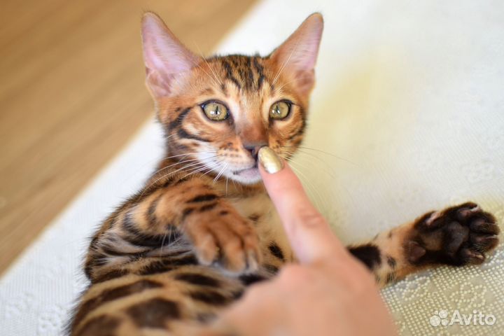 Красное золото мальчик