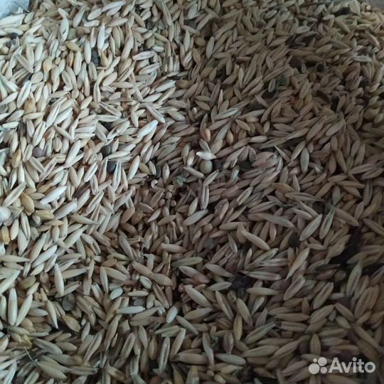 Кормосмесь (овес+вика+горох)