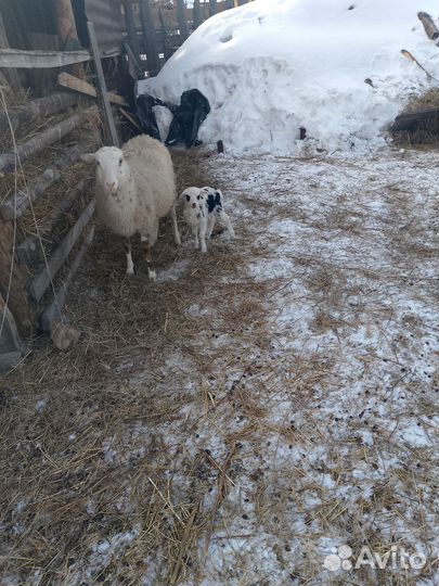 Продам Ягнят овец