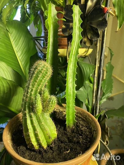 Отдам кактусы