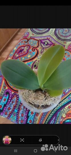 Орхидея Лиодоро