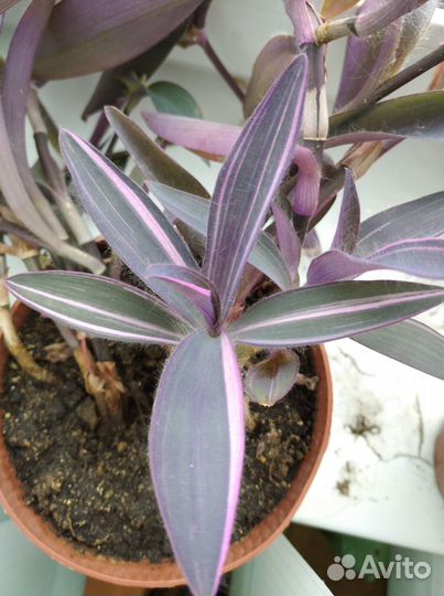 Сеткреазия вариегатная