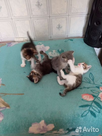 Кошка в дар