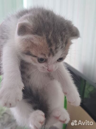 Вислоухие котята