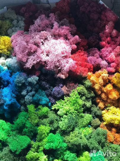 Стабилизированный мох 1 кг от производителя