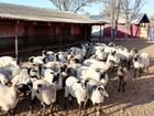 Продам овец романовской породы объявление продам