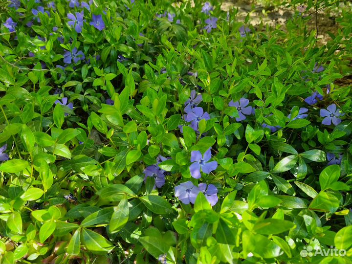 Почвопокровные многолетники ясколка, флокс, очиток