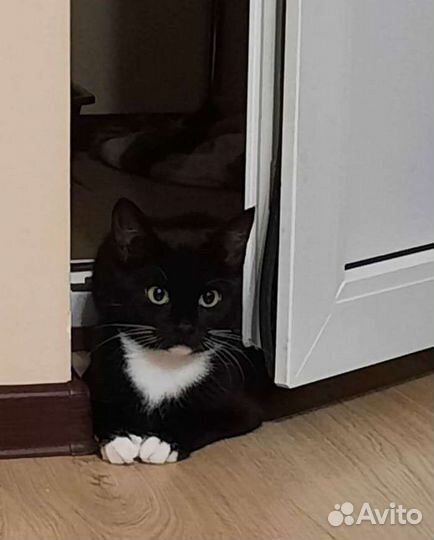 Кошки в добрые руки бесплатно