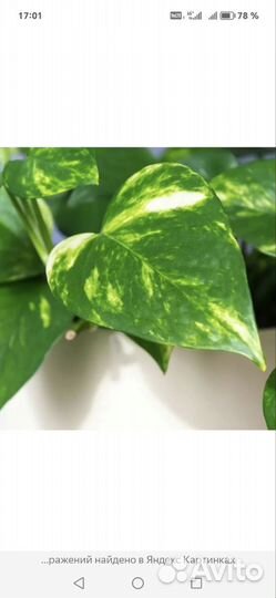 Сциндапсус