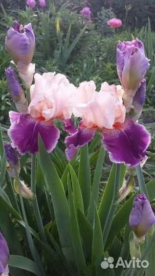 Ирисы бородатые-альбом№2
