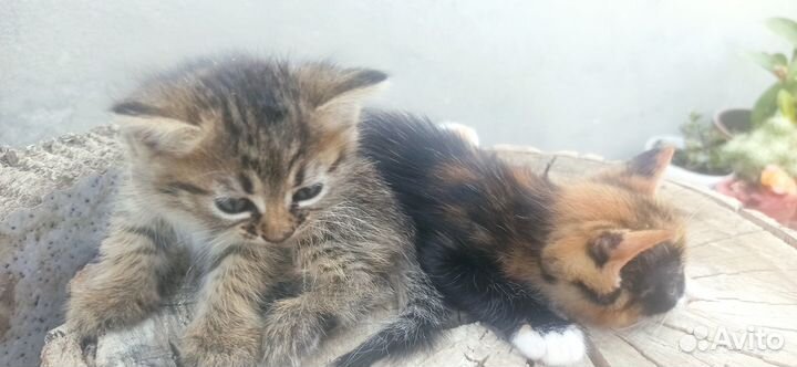 Котята в добрые руки бесплатно
