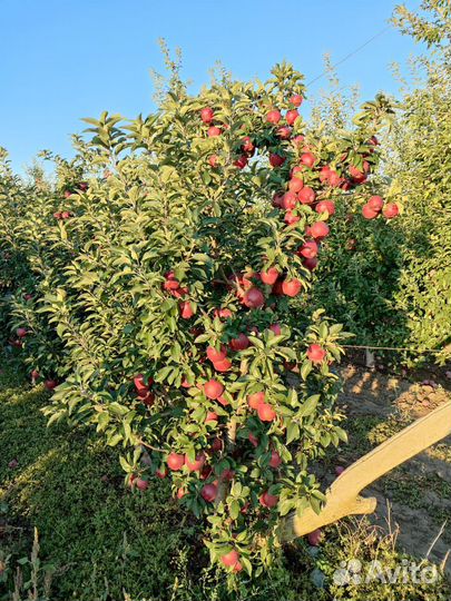 Саженцы яблони двухлетки