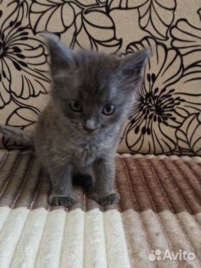 Кошки в добрые руки бесплатно