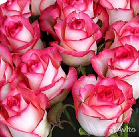 Розы России 60 см