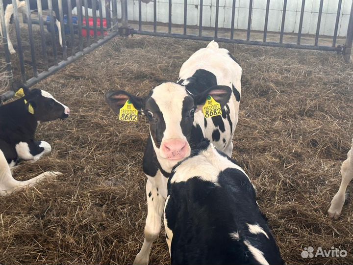 Бычки на откорм