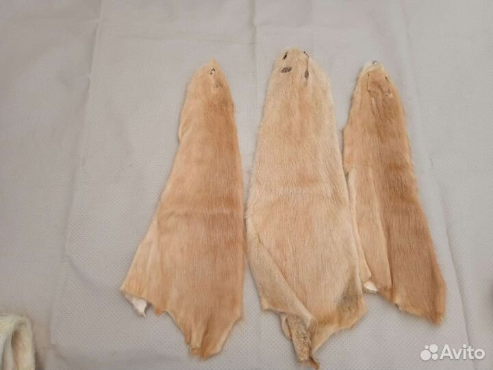 Шкуры животных