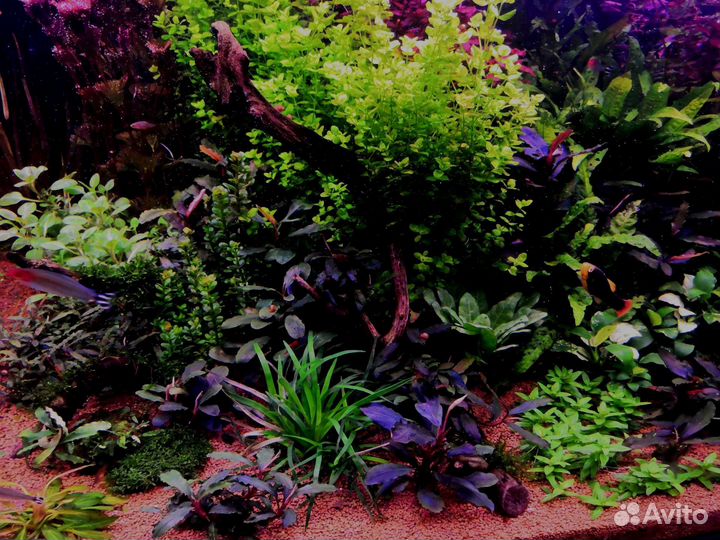 Растения для аквариума