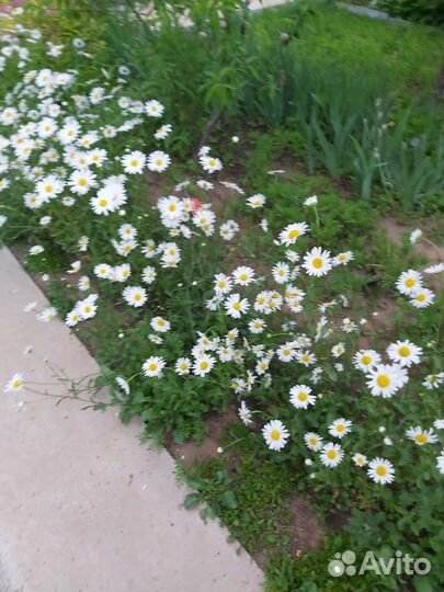 Невянник (рамашка)