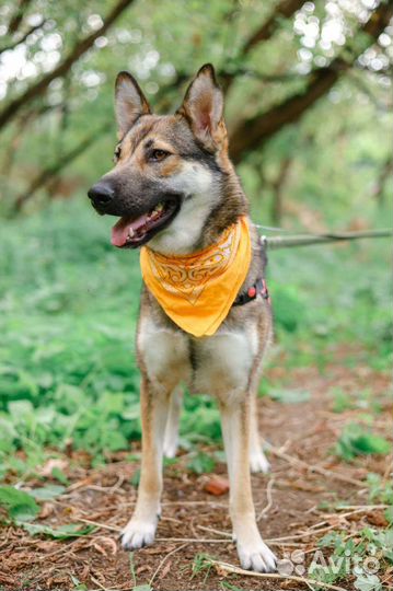 Собака в добрые руки, девочка Умка