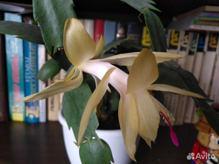 Декабрист шлюмбергера желтый