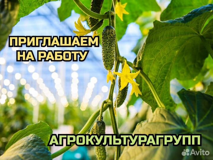 Разнорабочий /Овощевод /Сбор Урожая /Вахта