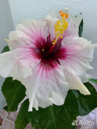 Гибискус флоридский