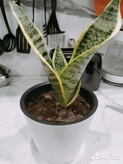 Комнатные цветы взрослые много разных