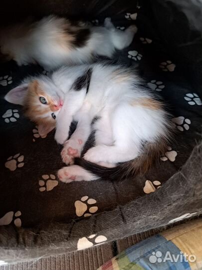 Котятки 1.5 месяца