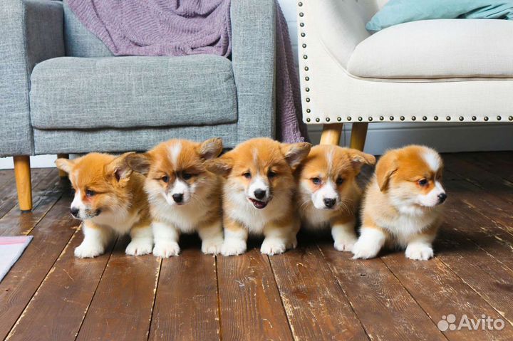 Вельш корги пемброк