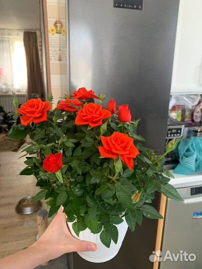 Роза кардана