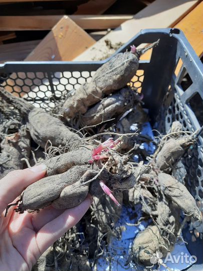 Клубни георгинов