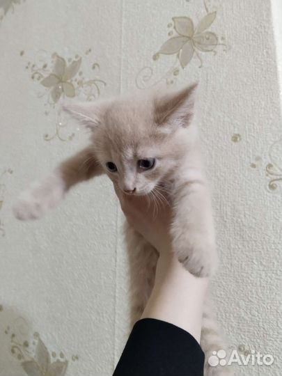 Кошка в дар