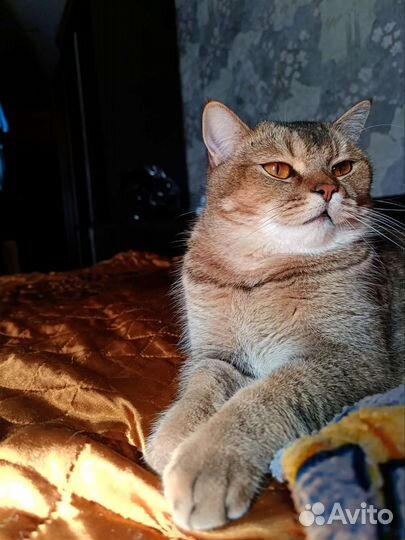 Британская кошка