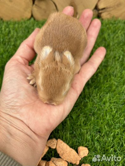 Карликовые декоративные кролики из питомника