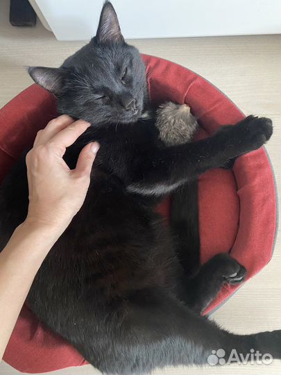 Отдам кота в добрые руки