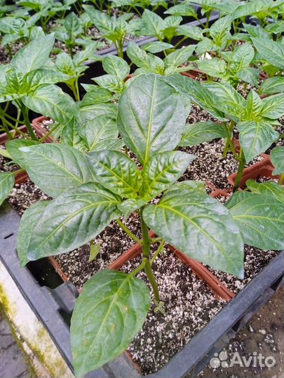 Рассада овощей и не только