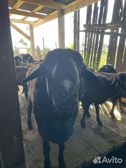 Эдельбаевские бараны на племя