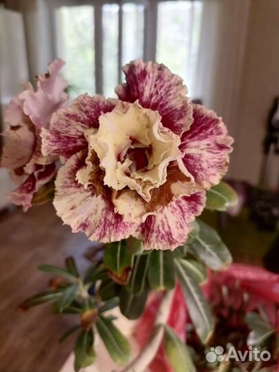 Адениум прививка