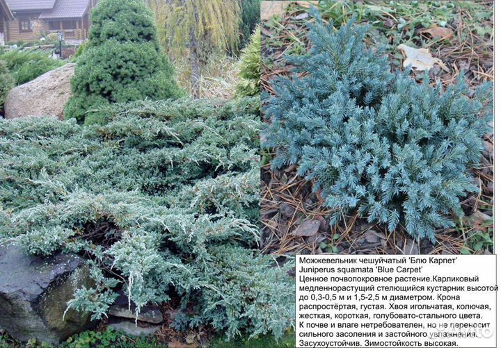 Хвойные:туя, можжевельники, сосны горные, ели