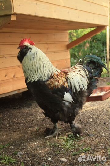 Фавероль инкубационные яйца, цыплята