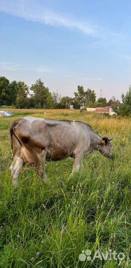 Коровы дойные