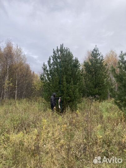 Саженцы кедра, сосны кедровой