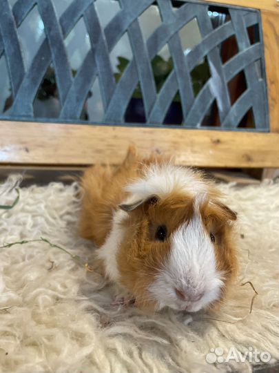 Морская свинка перуанская