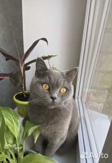 Британские вислоухие котята