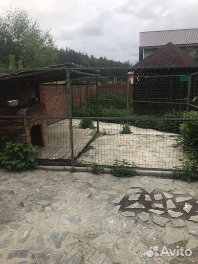 Передержка собак