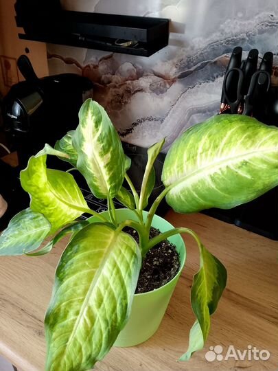 Диффенбахия