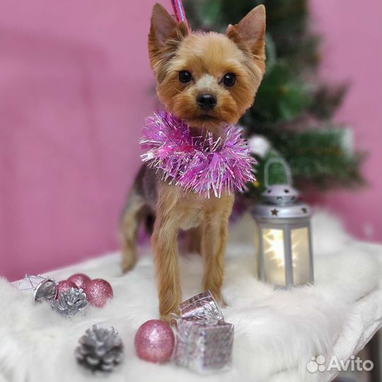 Стрижка собак и кошек (тримминг)