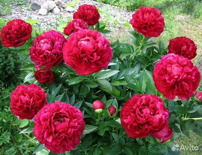 Пион Генри Бокстос